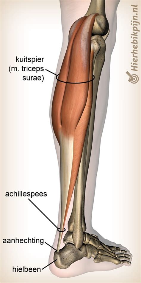 Spieren van de kuit (triceps surae)