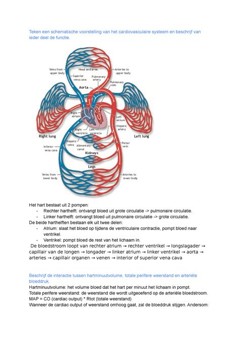 Schema: Werking van aminozuren op het cardiovasculaire systeem