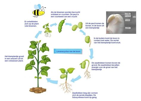 Schema levenscyclus AED onderdelen