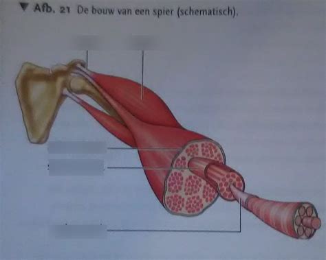 Visuele vergelijking van spiergroei bij verschillende rep tempo's