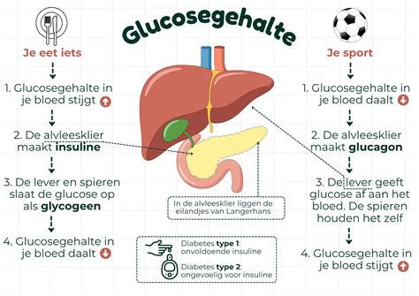 Schema van de organen die worden aangetast door alcohol