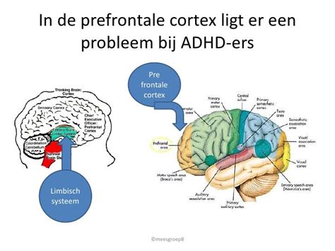 Schema van de prefrontale cortex in de hersenen