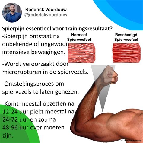 Diagram van spiergroei door training