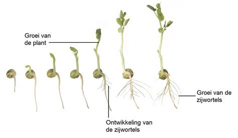 Groeiproces van erwten