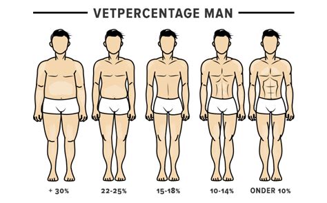 Grafiek die het gemiddelde vetpercentage voor mannen en vrouwen weergeeft