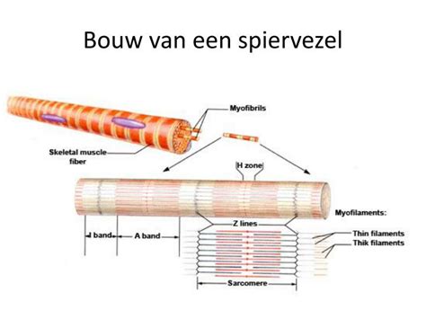 Opbouw van een spiervezel bij een paard