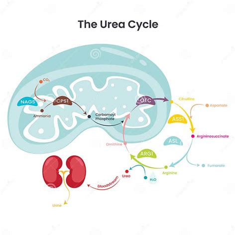 Schema van de ureumcyclus