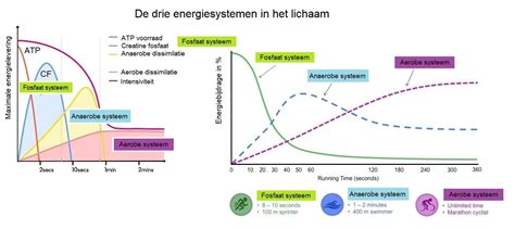Grafische weergave van aerobe en anaerobe energied productie