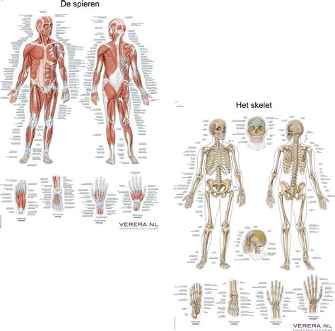 Anatomie van het menselijk lichaam en core spieren