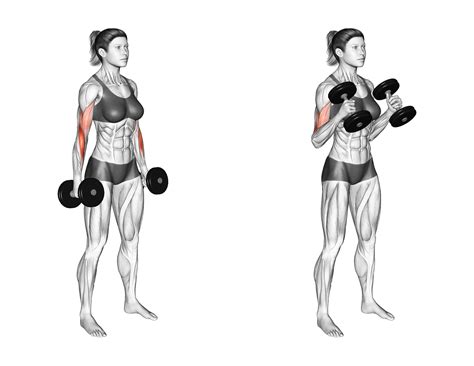 Verschil tussen hammer curl en bicep curl grip