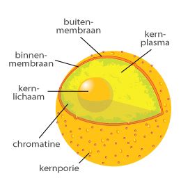 Structuur van het DNA in de celkern