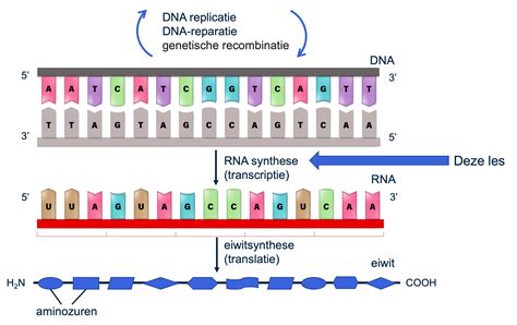 Het proces van transcriptie in de celkern