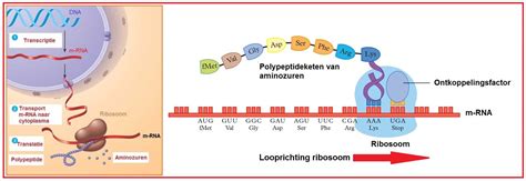 Het proces van translatie op een ribosoom