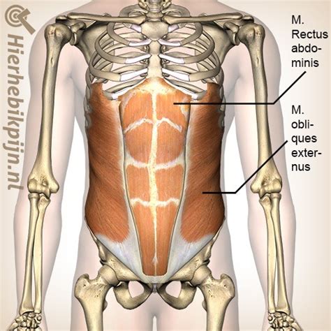Anatomie van de buikspieren