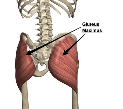 Illustratie van de gluteale spieren: gluteus maximus, medius en minimus