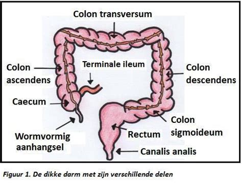 Anatomie van de buik met middenrif en dikke darm