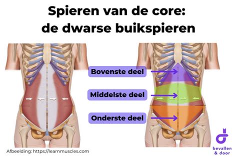 Diagram van de linea alba en dwarse buikspieren