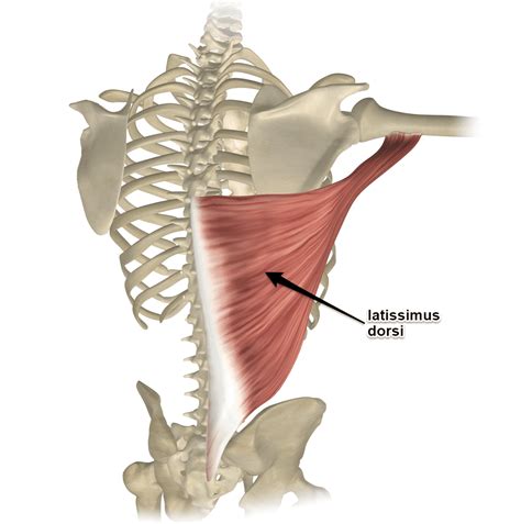 Anatomie van de Latissimus Dorsi spier