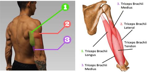 Diagram van de triceps spier met de drie koppen