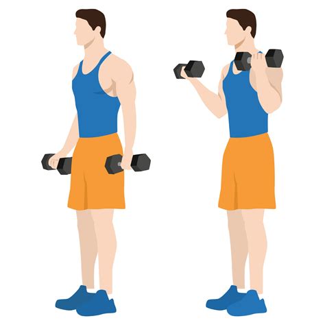 Illustratie van bicep curl oefening