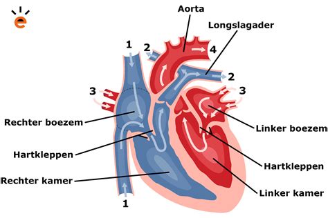 Schema van het menselijk hart met de linkerventrikel gemarkeerd