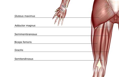 Anatomie van de hamstringspieren