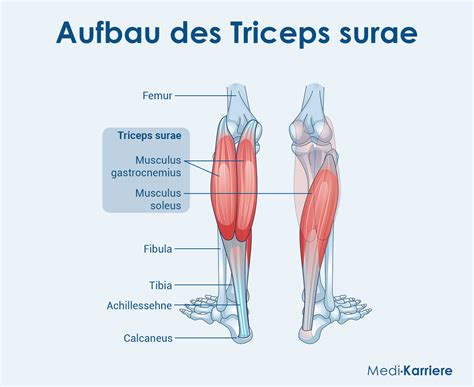 Anatomische tekening van de musculus triceps surae