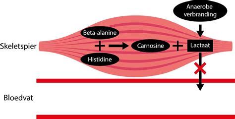 Effect van beta-alanine op spierverzuring
