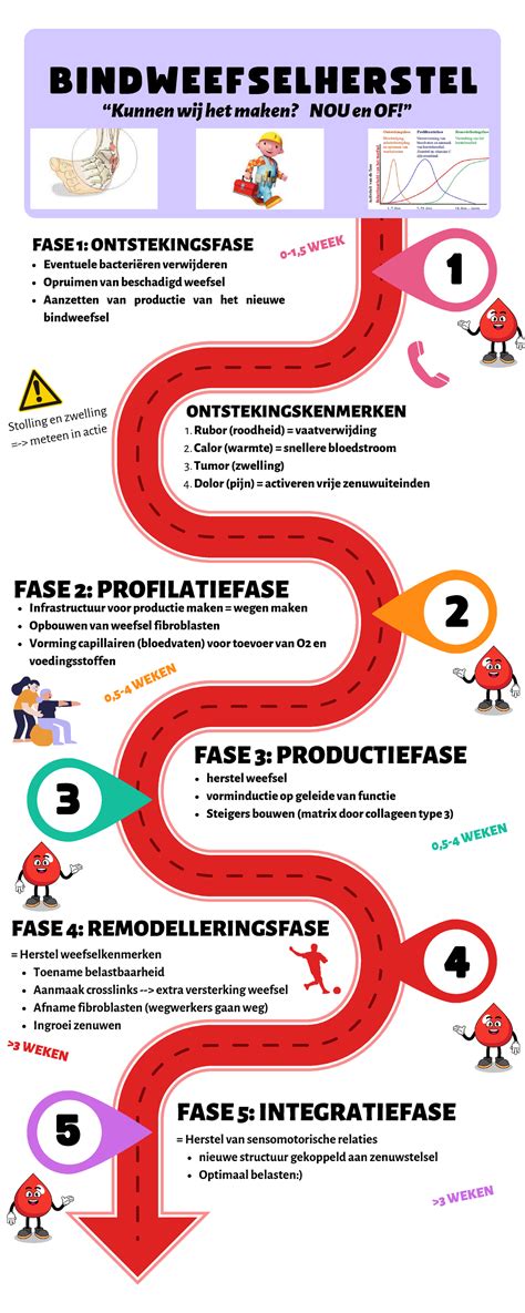 Infographic: Herstel van de darmflora