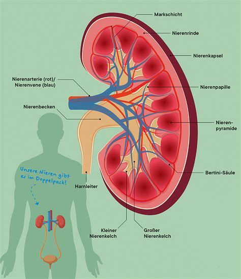 Nieren als filter voor creatinine
