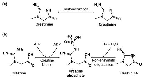 Vergelijking van creatine en creatinine