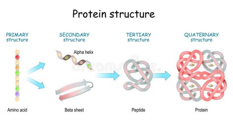 Diagram van een eiwitstructuur