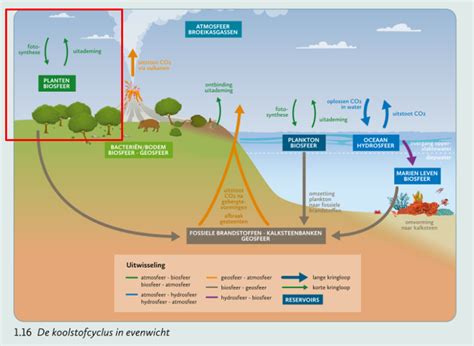 Diagram dat de vorming van urinezuurstenen illustreert