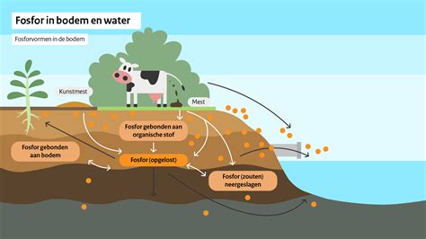 Diagram dat de potentiële verontreinigingen in eiwitpoeders illustreert