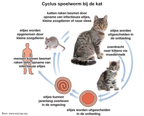 Infographic: De cyclus van dopinggebruik en de gevolgen