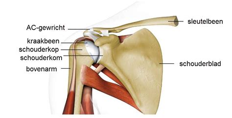 Anatomie van het schoudergewricht met focus op de deltoideus spier