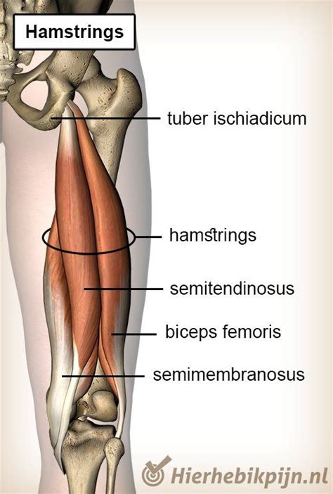 Schematische weergave van de anatomie van de hamstrings, met nadruk op de biceps femoris.