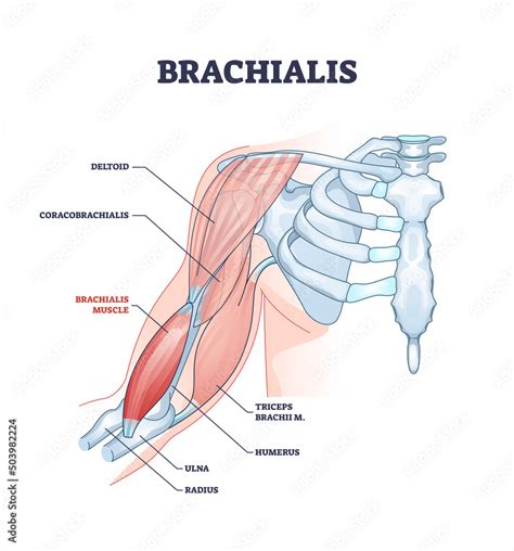 Diagram dat de anatomische relatie tussen biceps, brachialis en coracobrachialis toont