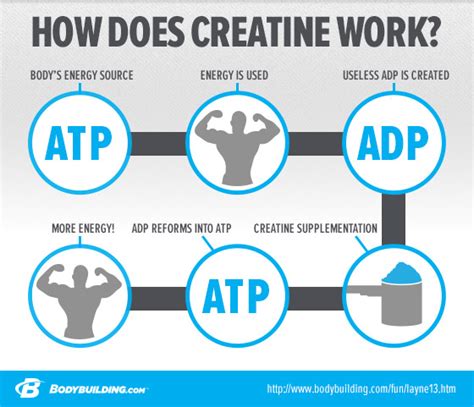 Hoe werkt creatine