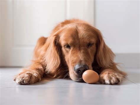 Gekookt ei voor honden