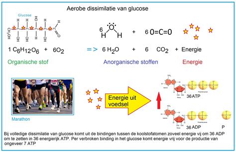 Diagram dat de aerobe en anaerobe energiesystemen van het lichaam uitlegt