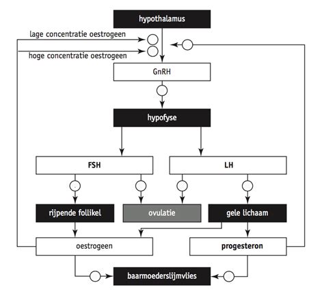 Schema van hormonale invloeden op gewicht