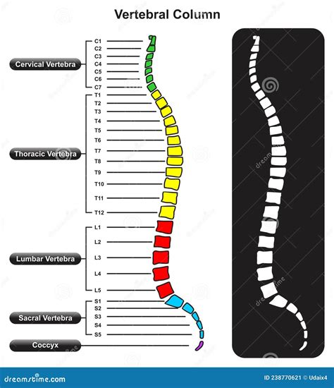 Diagram van de menselijke wervelkolom met focus op de onderrug