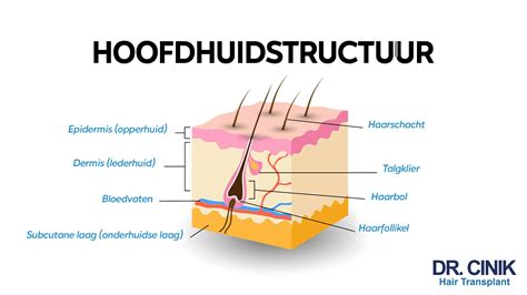 Diagram van de haarstructuur