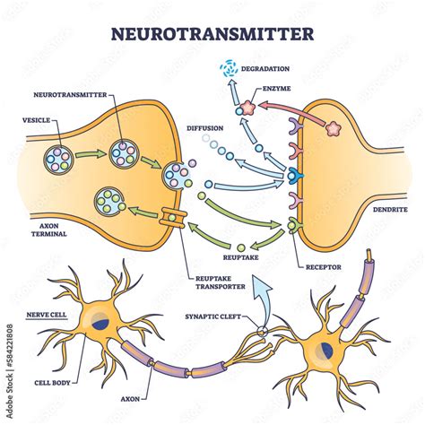 Diagram van neurotransmitter communicatie