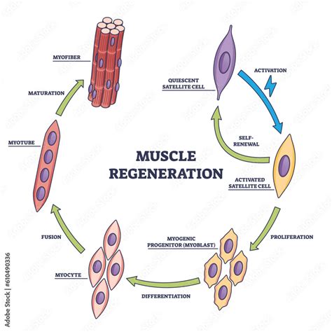 Diagram spierherstel en alcohol