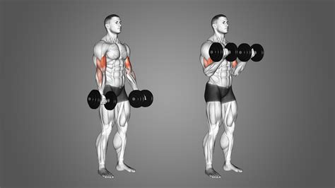 Bicep curl met dumbbells