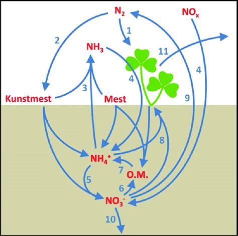Diagram van de stikstofcyclus