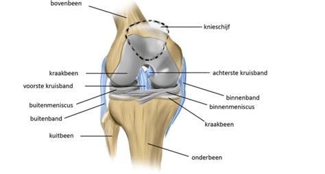 Illustratie van de anatomie van de knie