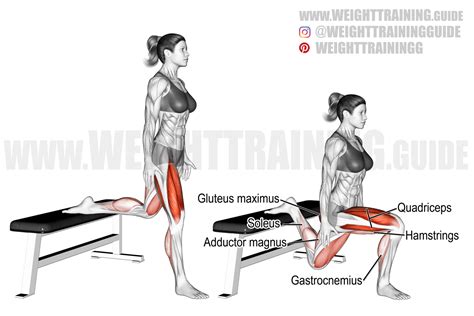 Schema met de getrainde spiergroepen tijdens de Bulgarian split squat